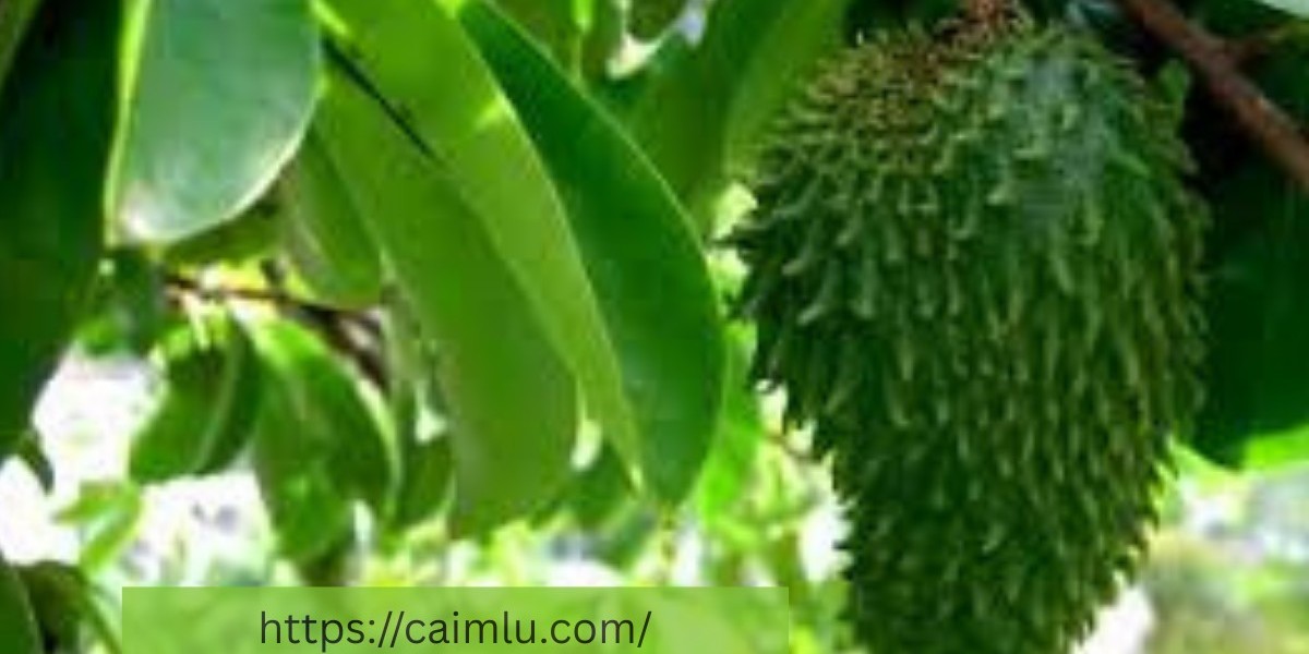 Top Health Benefits of Soursop You Need to K