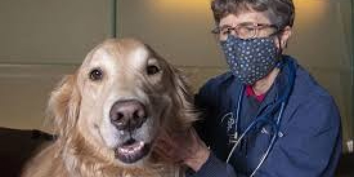 Valley Fever Vaccine for Dogs: Protecting Your Pet
